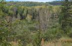 Terre à bois