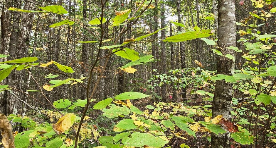 Terre à bois