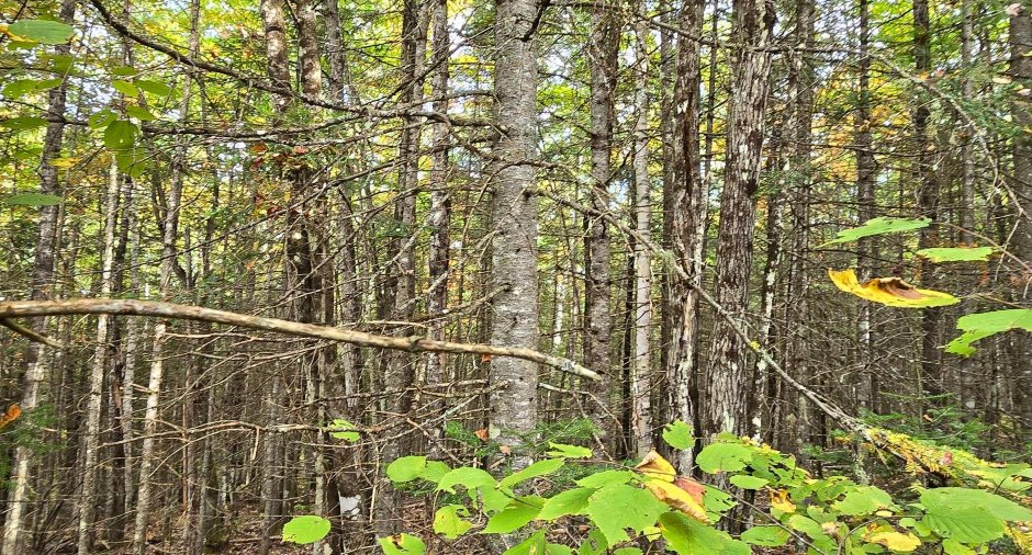 Terre à bois