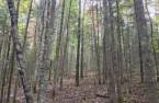 Terre à bois