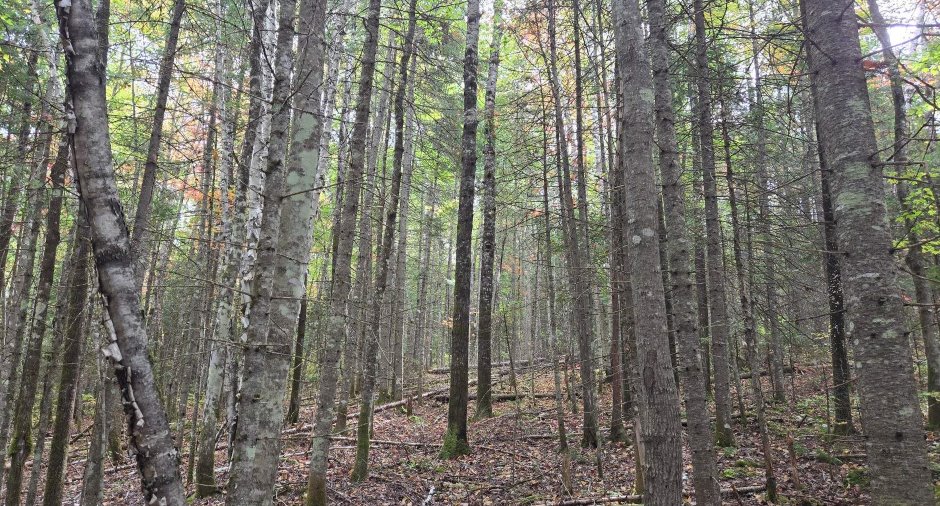 Terre à bois