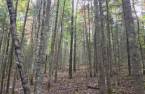 Terre à bois