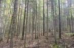 Terre à bois