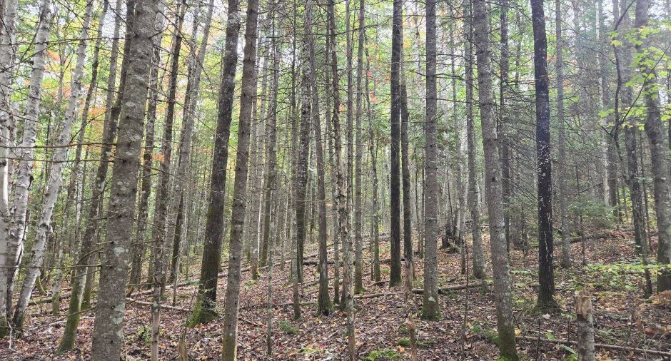 Terre à bois