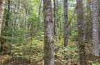 Terre à bois