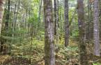 Terre à bois