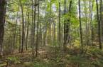 Terre à bois