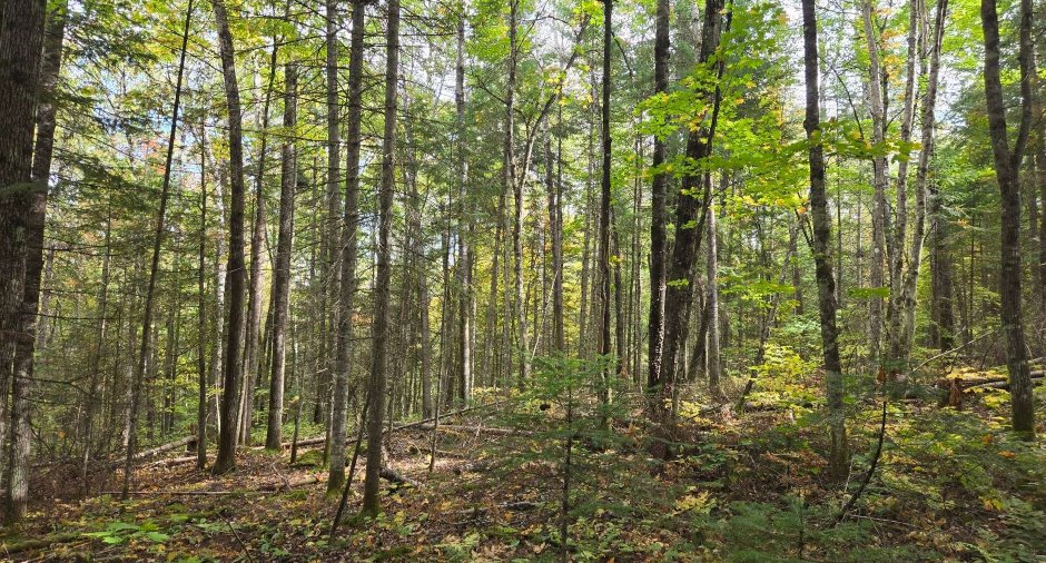 Terre à bois