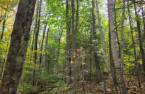 Terre à bois