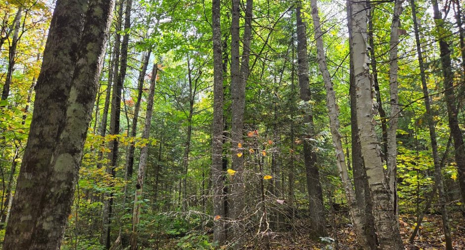 Terre à bois