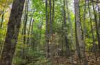 Terre à bois