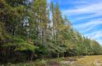 Terre à bois