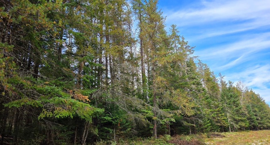 Terre à bois