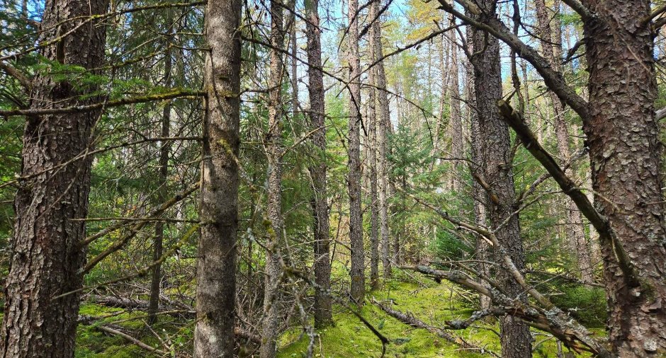 Terre à bois