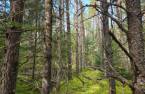 Terre à bois
