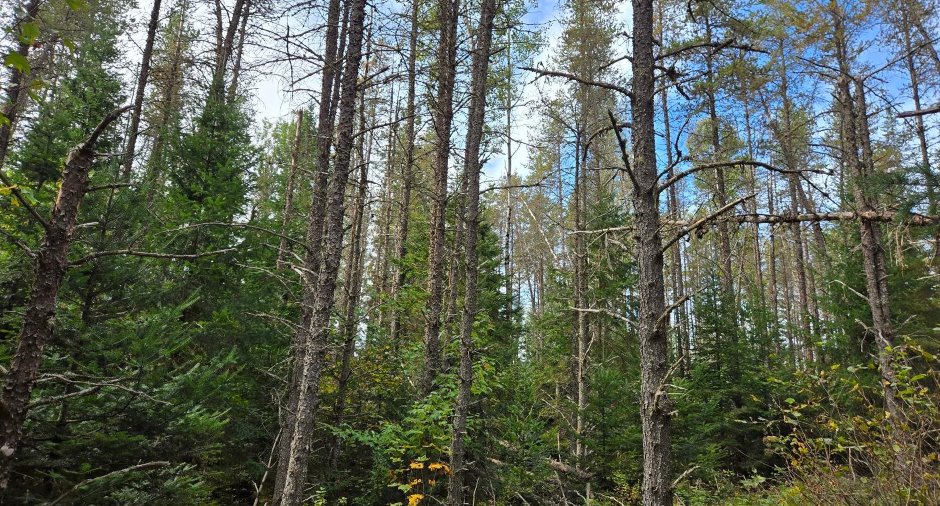 Terre à bois