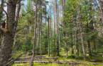 Terre à bois