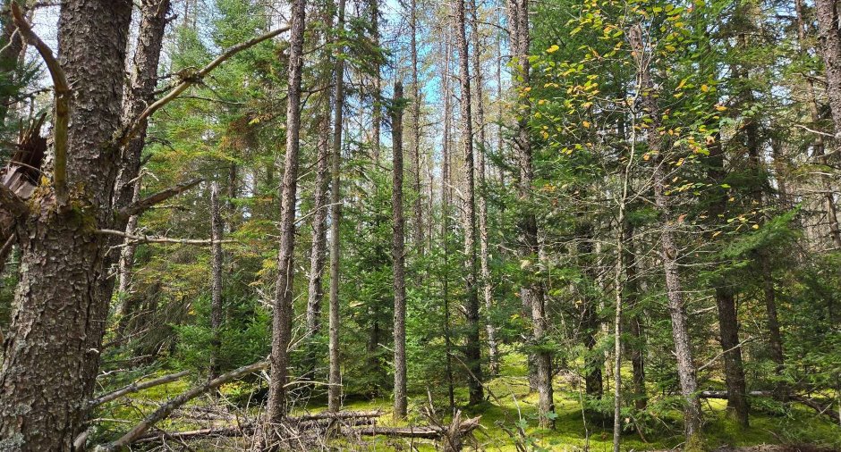 Terre à bois