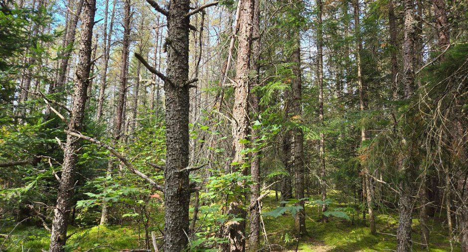 Terre à bois