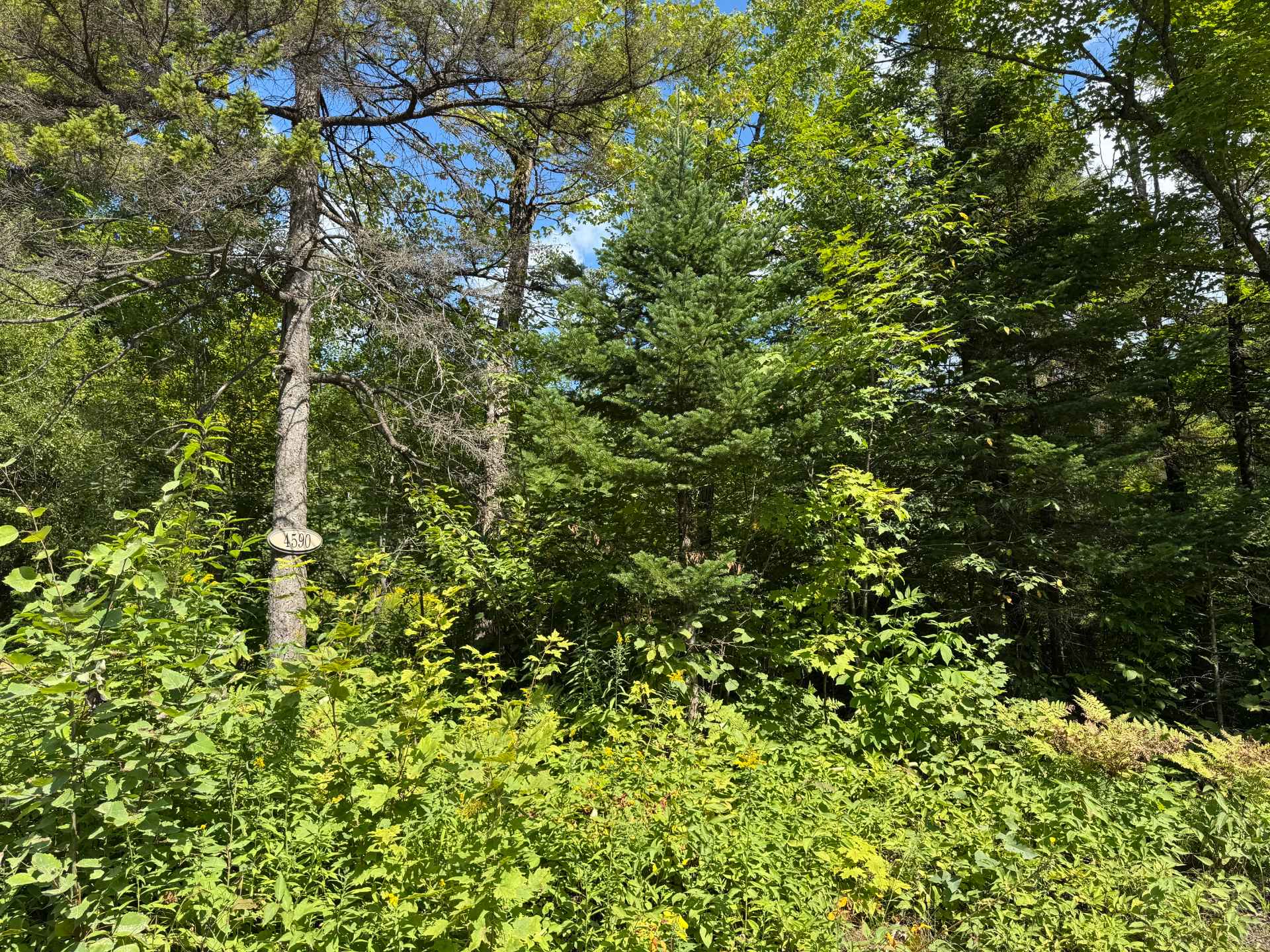 Mtée des Laurentides — photo 1