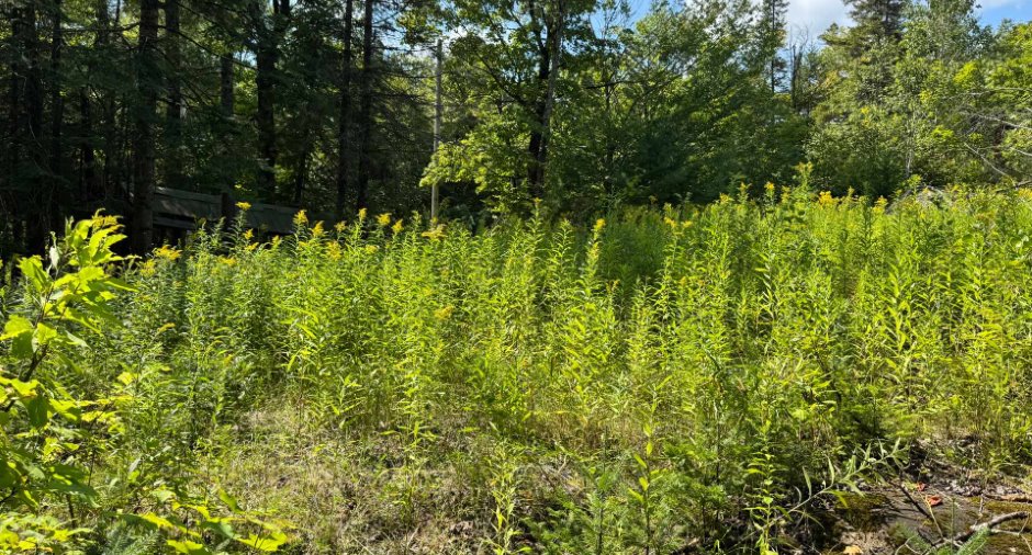 Vue