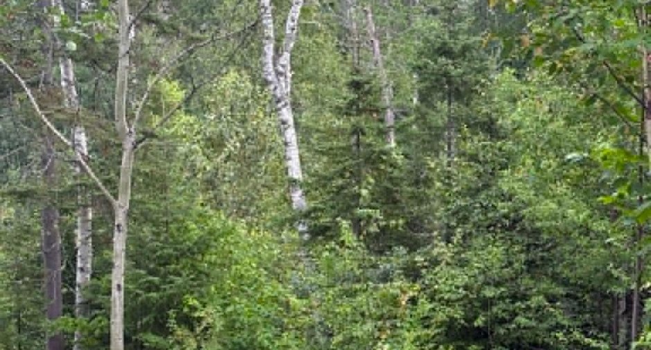 Terre/Terrain