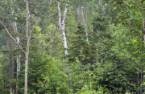 Terre/Terrain