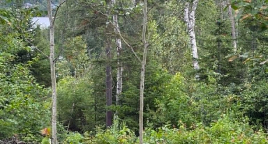Terre/Terrain