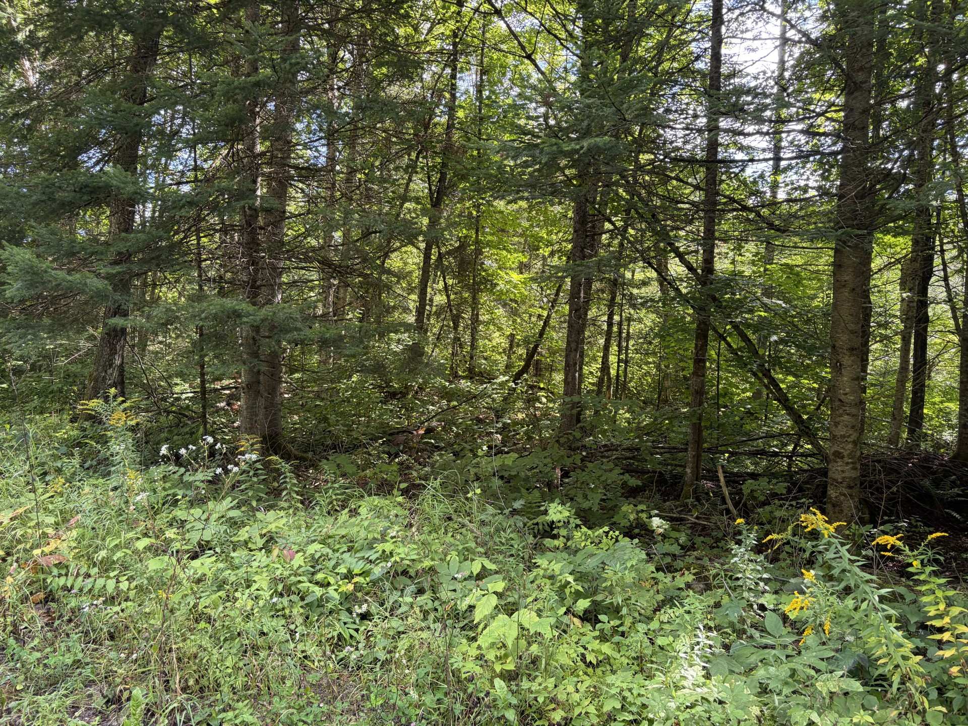 Ch. Caron — photo 3