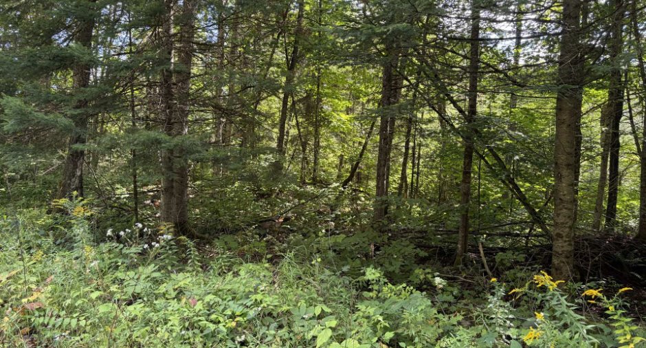 Terre/Terrain