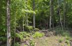 Terre/Terrain