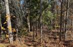 Terre/Terrain