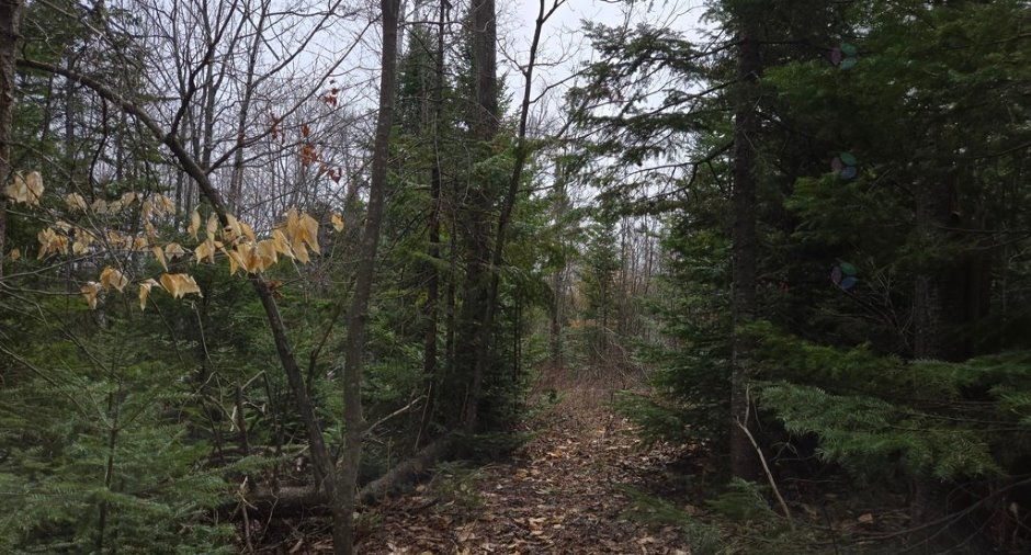 Terre à bois