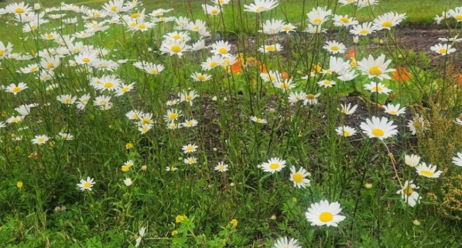 Jardin