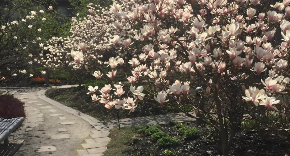 Jardin